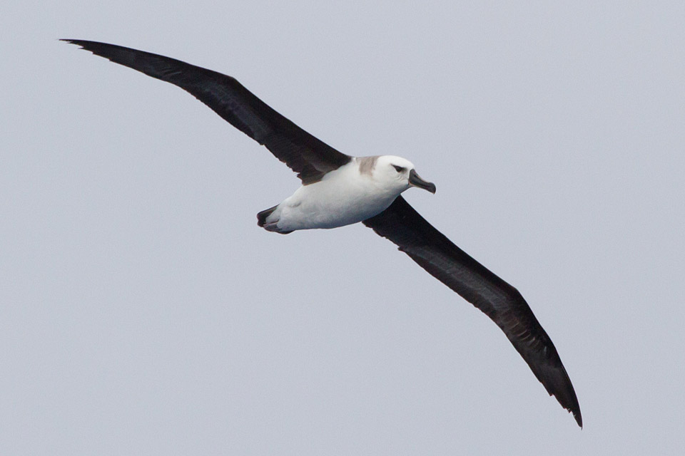 Grey-headed Albatross (Thalassarche chrysostoma)